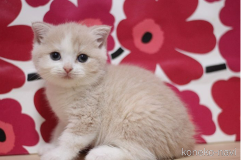 成約済の東京都のスコティッシュフォールド(折れ耳)-70788の3枚目